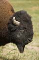 030 Amerikanischer Bison - Buffalo